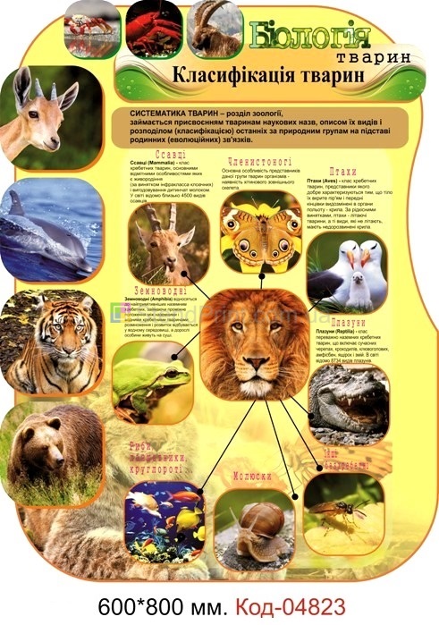 Плакаты по зоологии для кабинета биологии