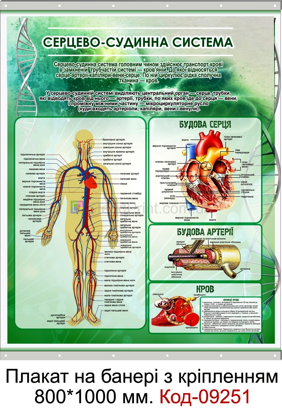 Плакат на банері з направляючими в кабінет анатомії