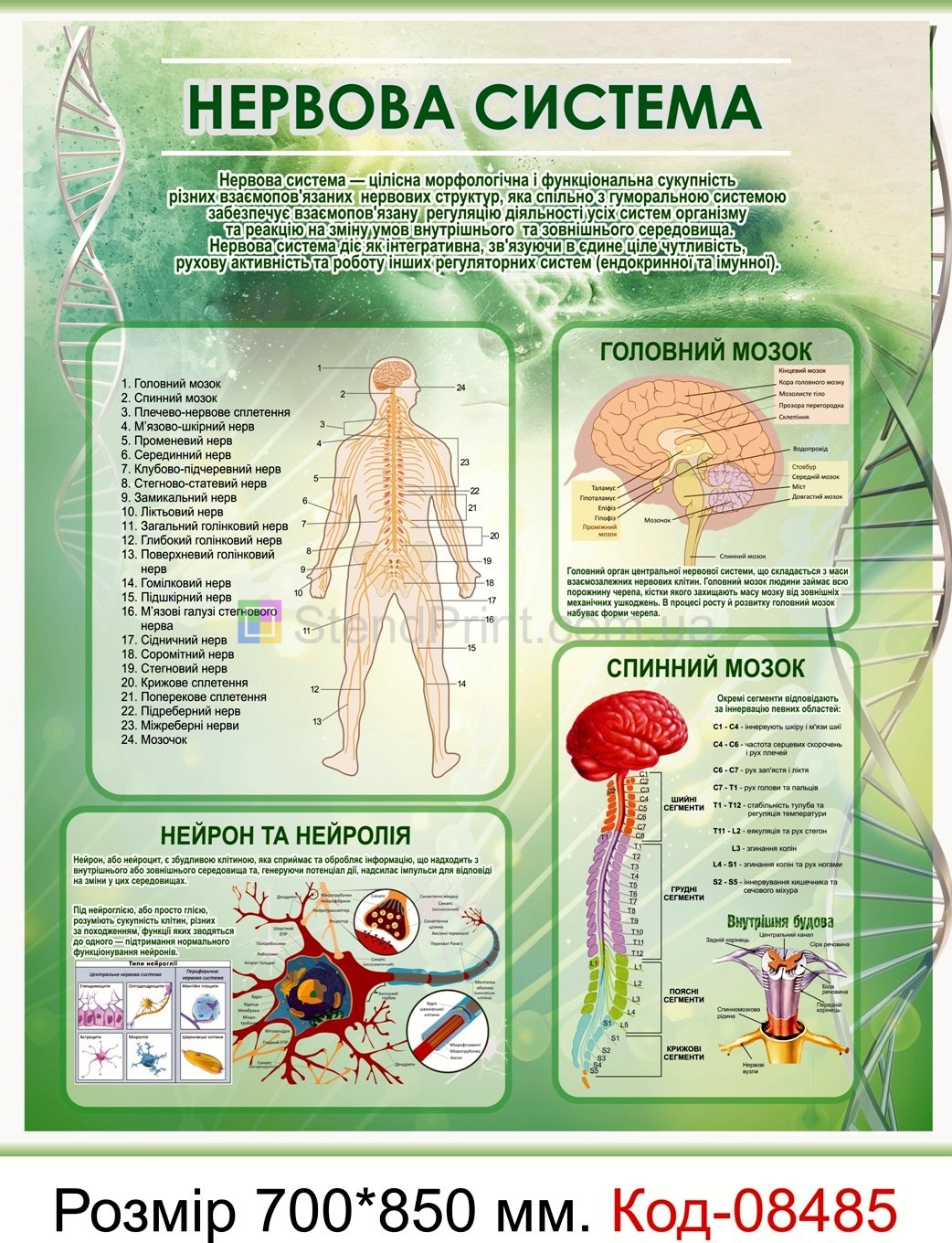 Стенд пластиковий "Нервова система" В кабінет анатомії людини