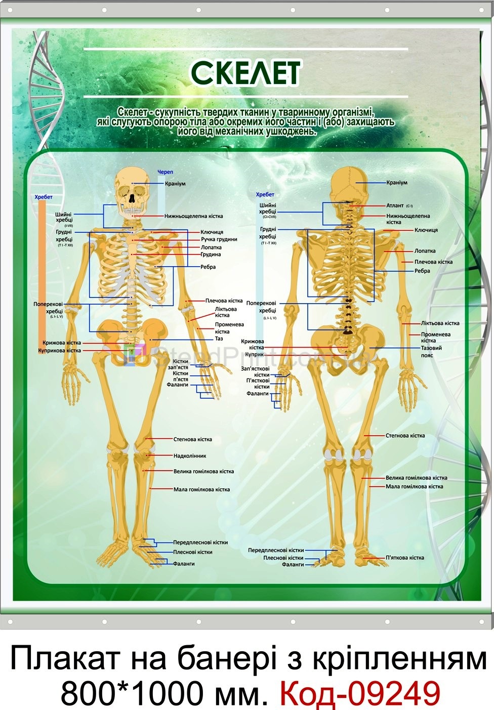 Плакат на банері з направляючими в кабінет анатомії