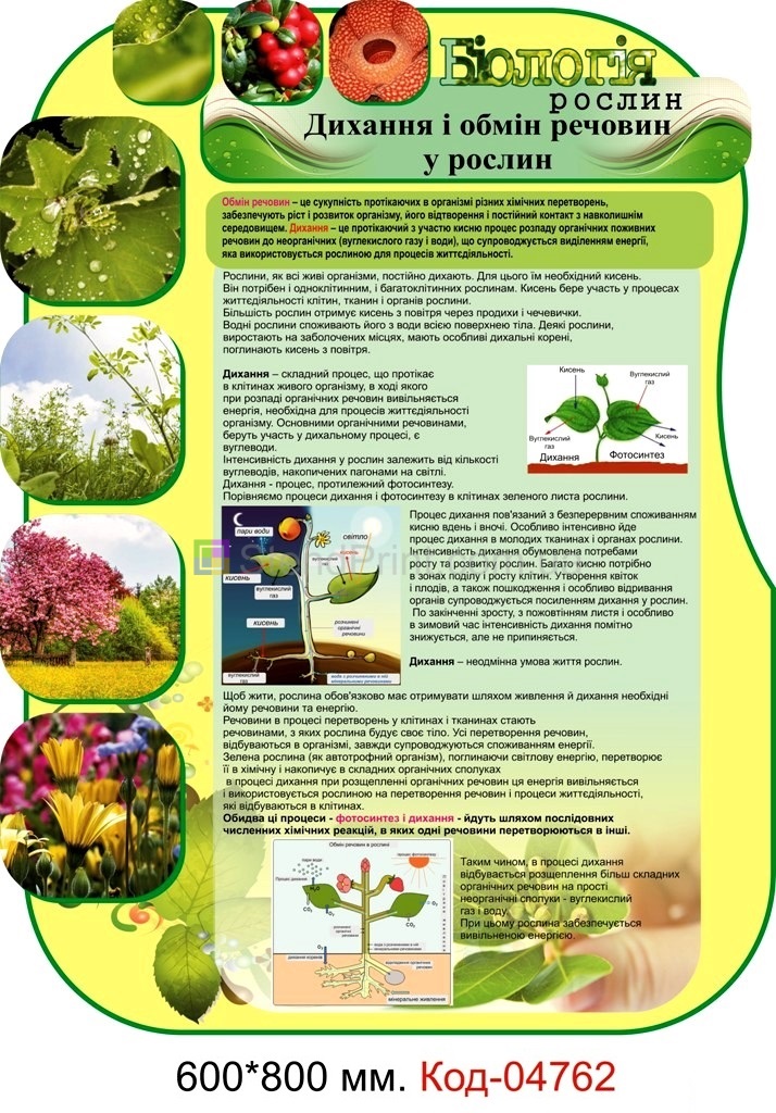 Набор стендов по биологии растений