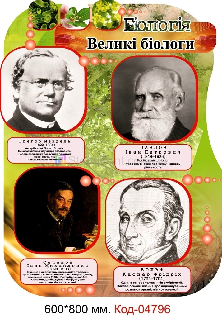 Плакаты в кабинет биологии