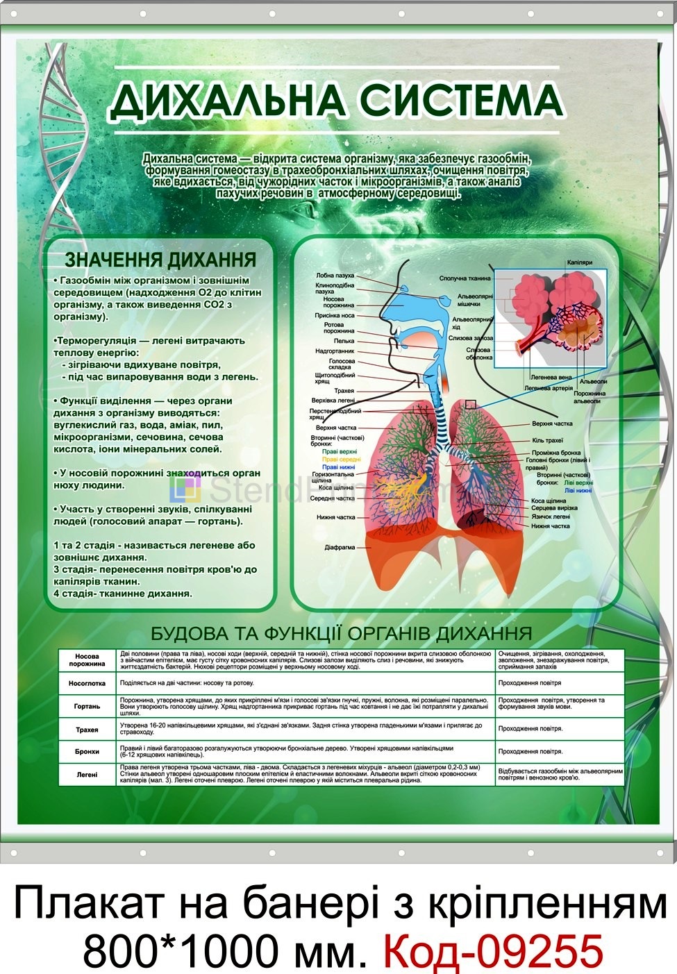 Плакати по інформатиці настінні для кабінету біології в школі