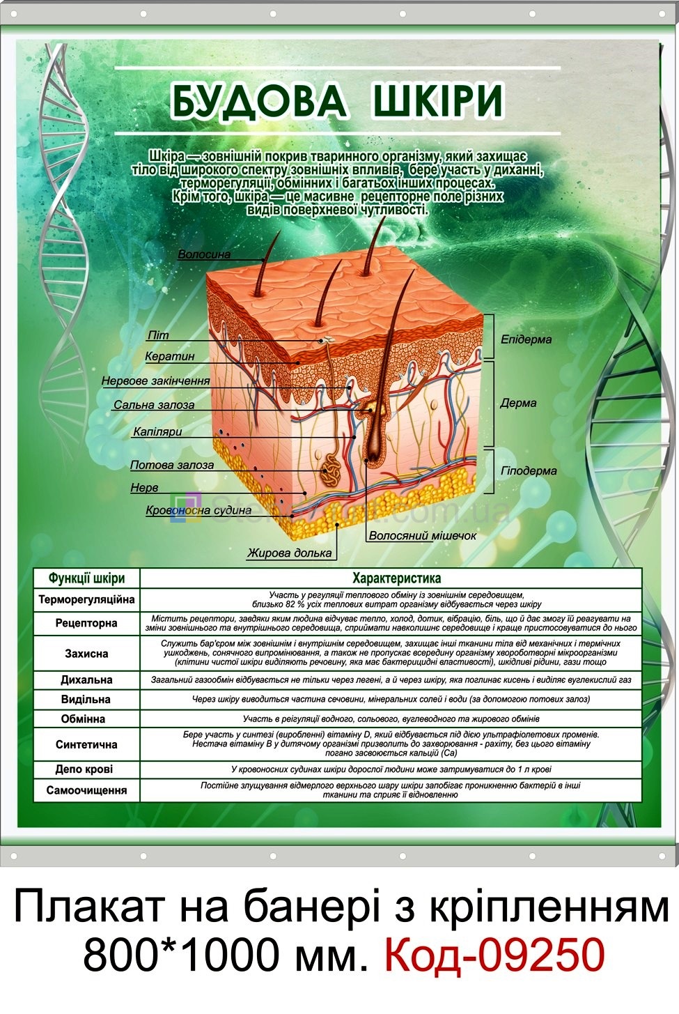 Плакати по інформатиці настінні для кабінету біології в школі