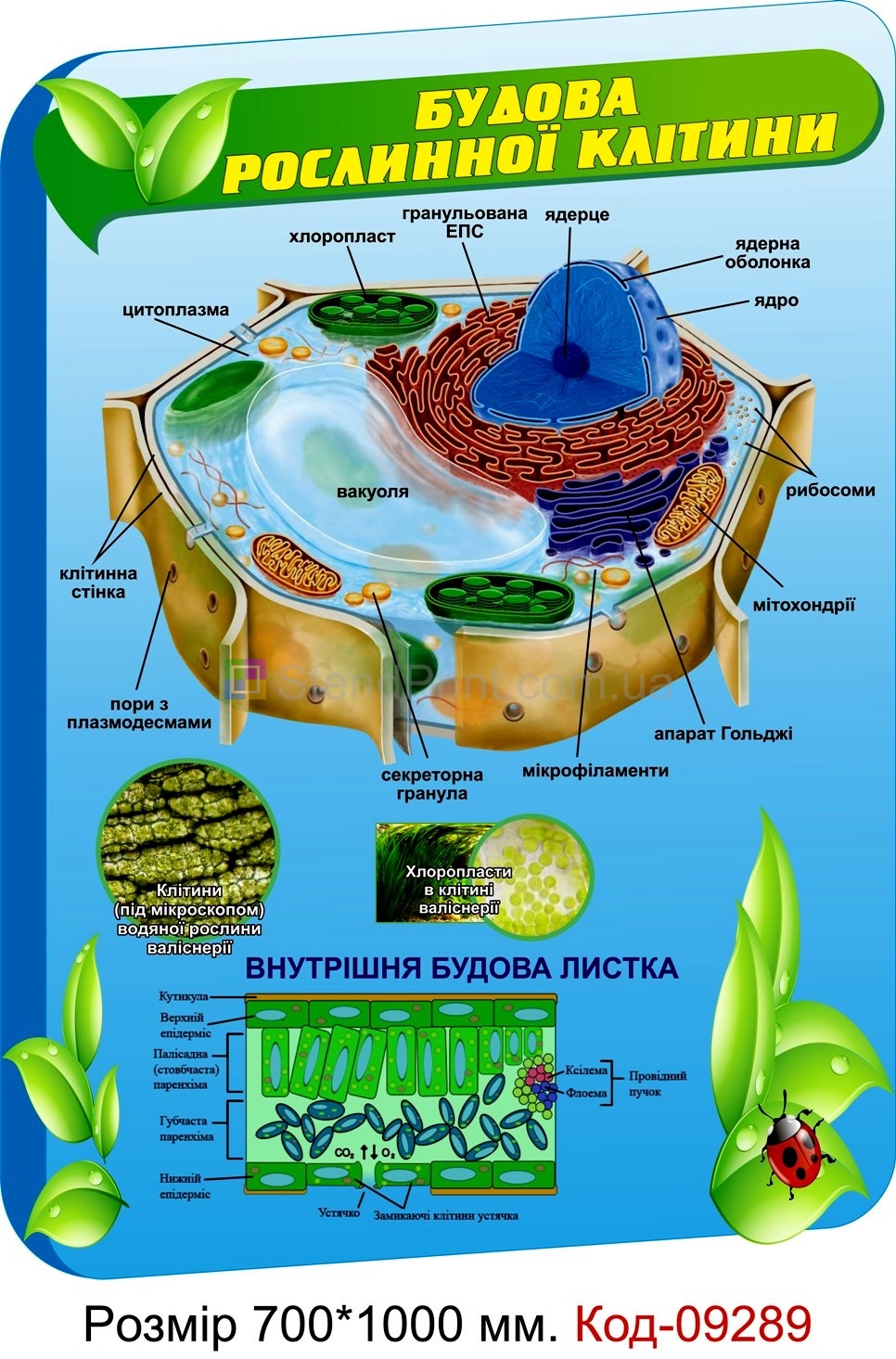 Таблиця пластикова Будова рослинної клітини по біології