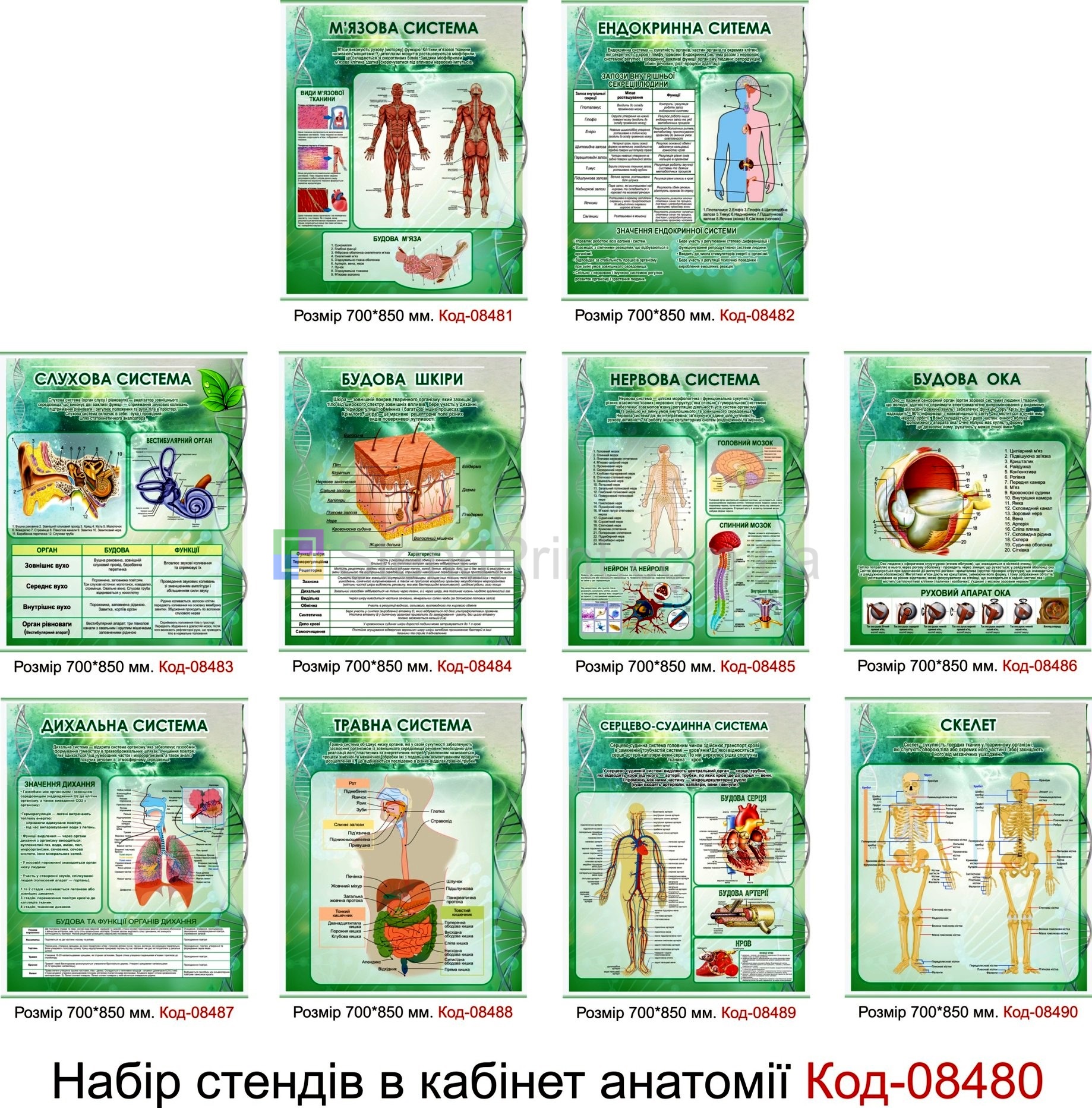 Оформлення кабінету анатомії людини, плакати стенди класу