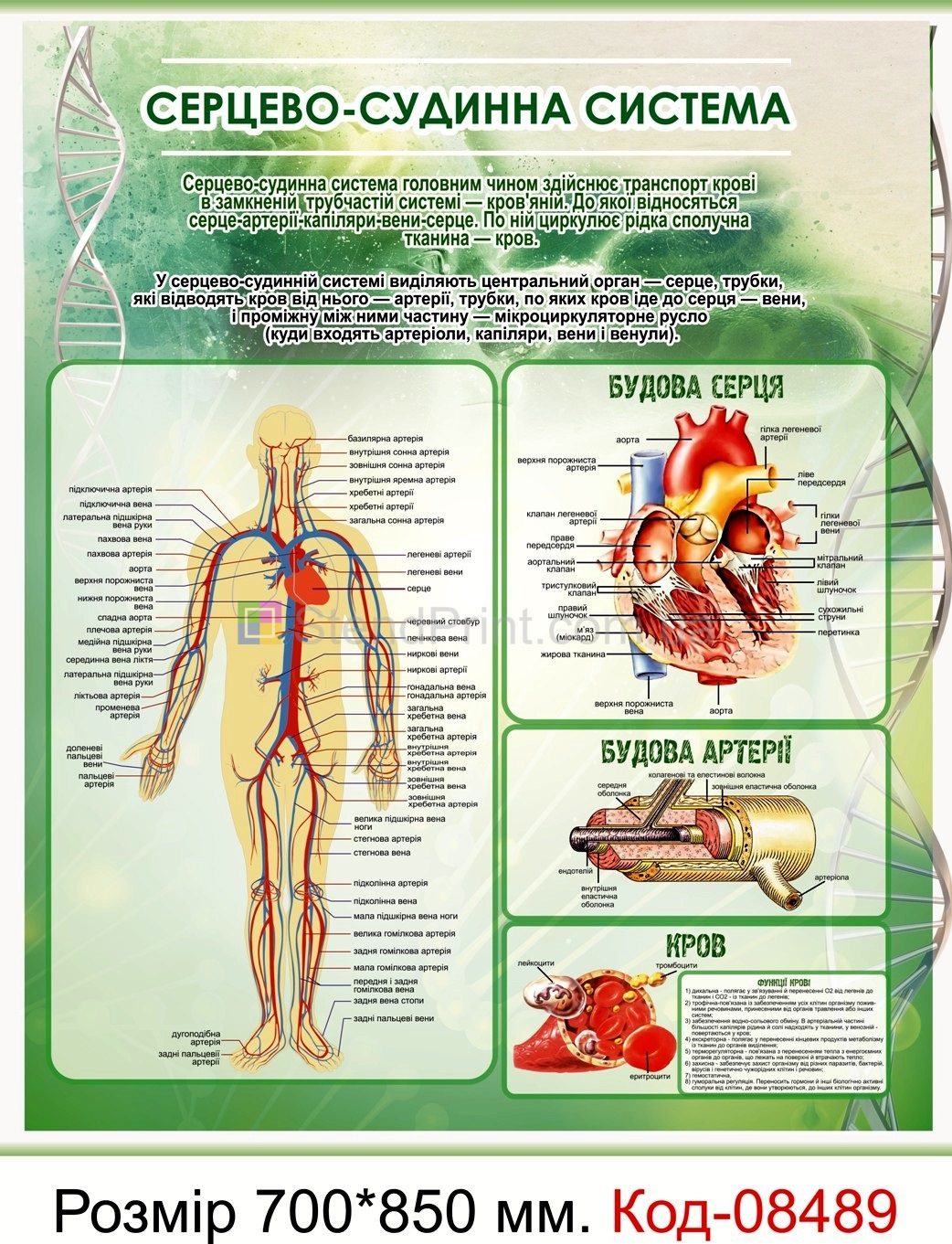 Стенд пластиковий "Серцево-судинна система" В кабінет анатомії людини